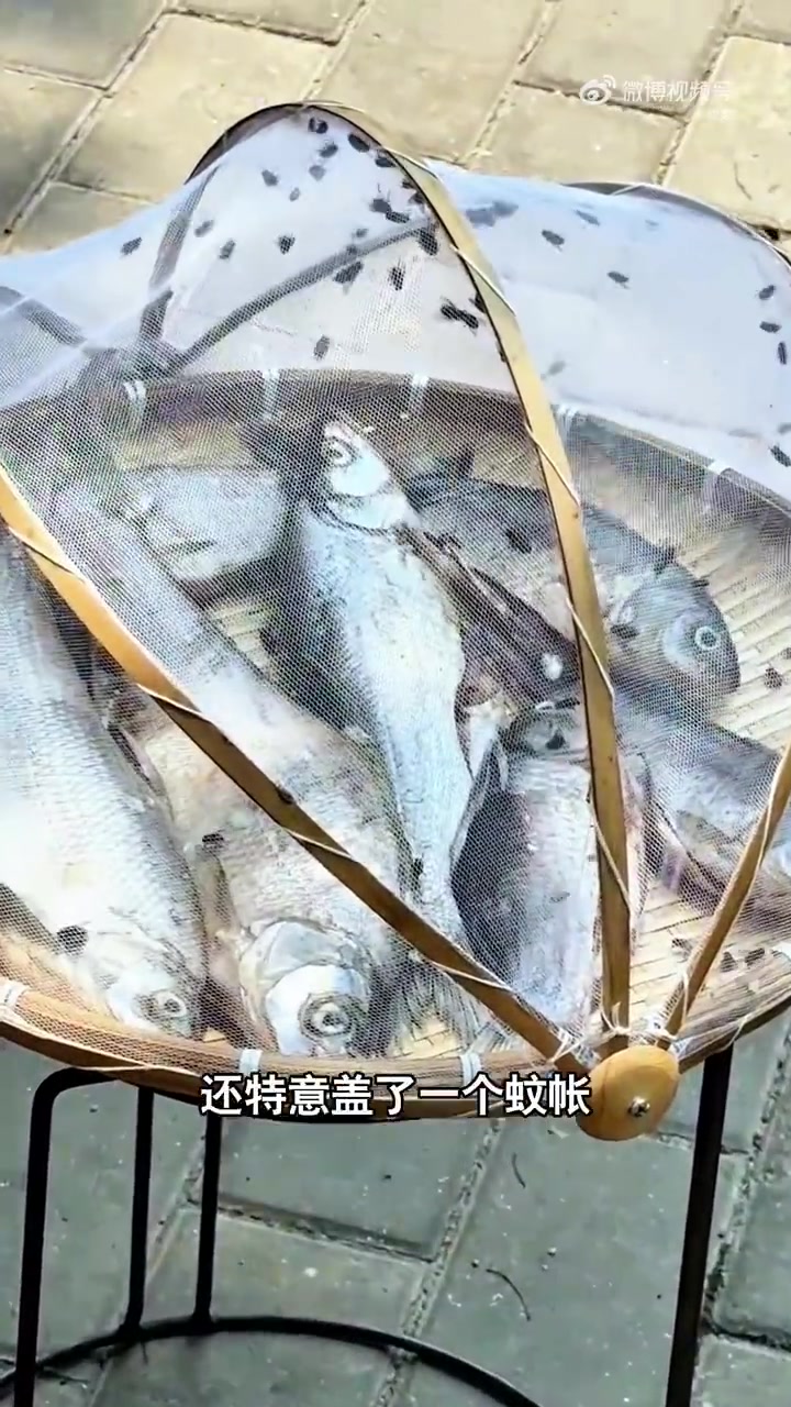 路边晒翘嘴惊现蚊子，钓友疑惑：这是怎么钻进去的