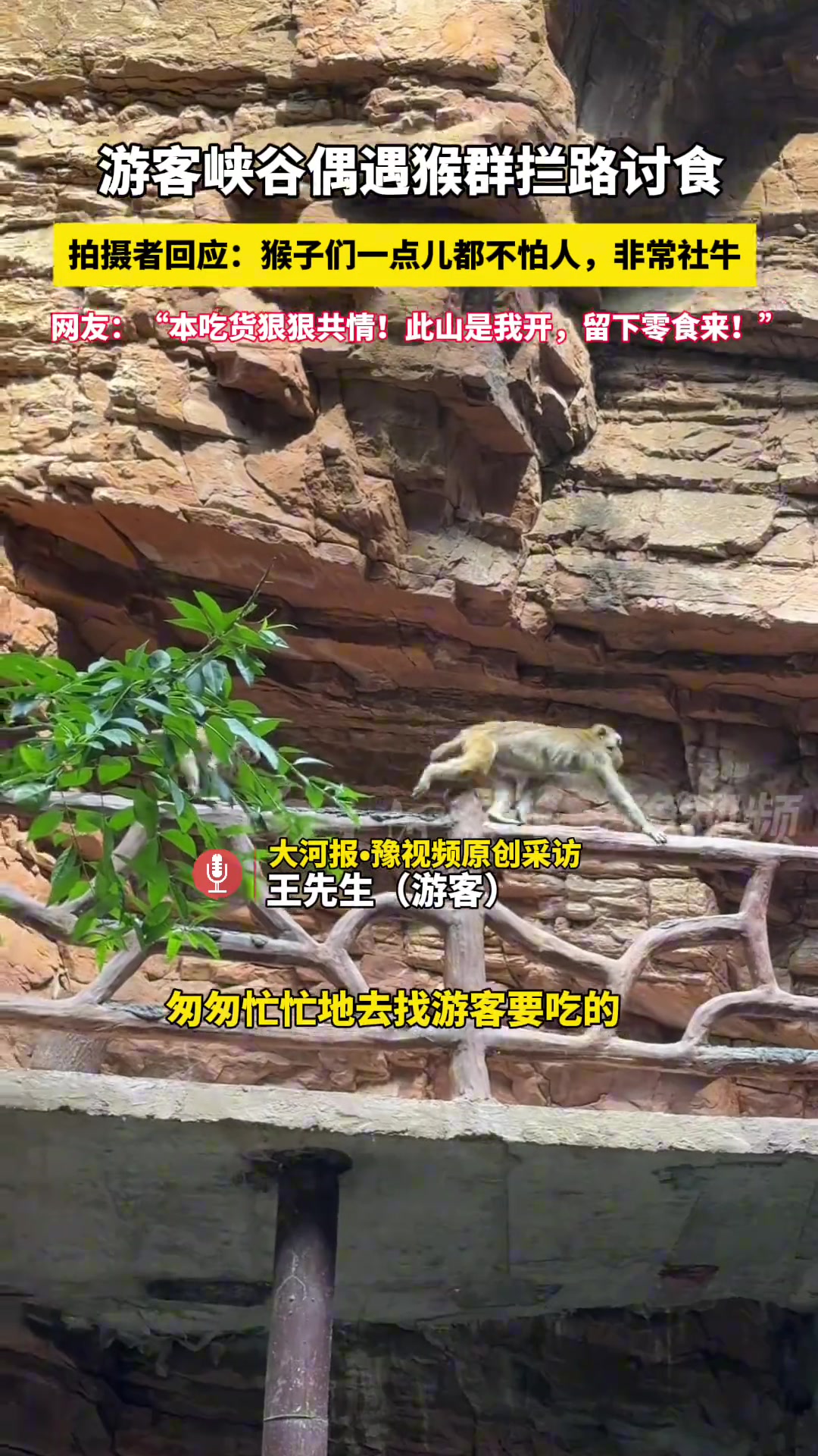 游客伏羲山偶遇一群野生猴子拦路讨食