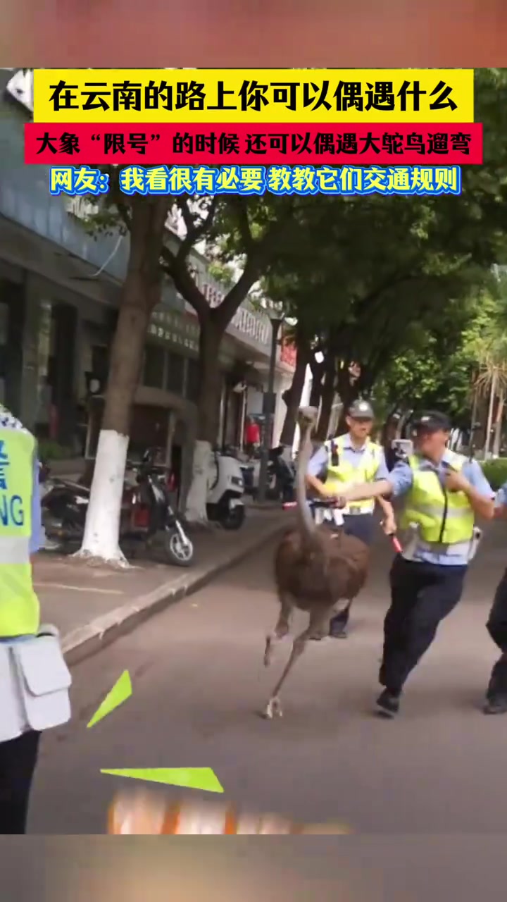 在云南的路上你可以偶遇什么