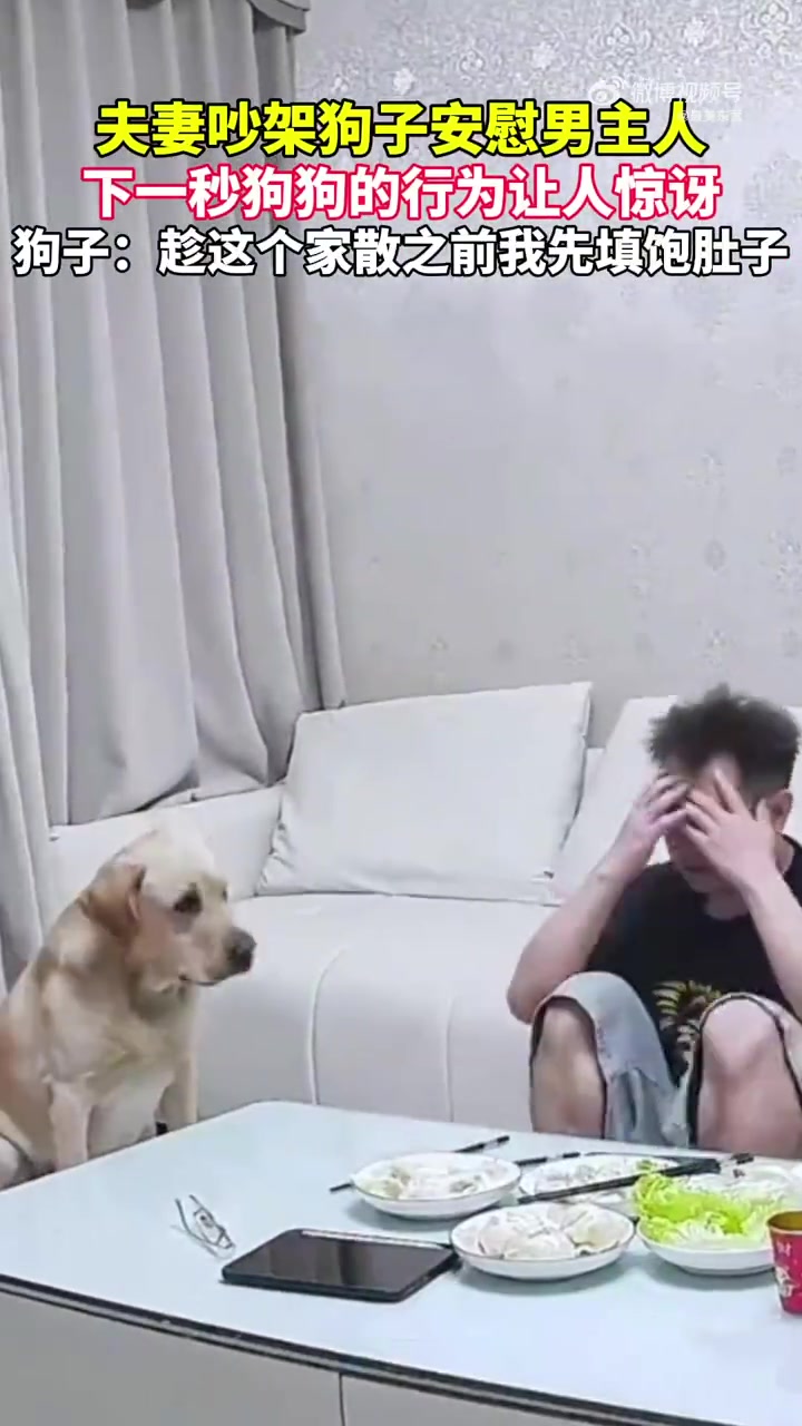 夫妻吵架狗子先安慰后偷吃，网友：果然“靠不住”