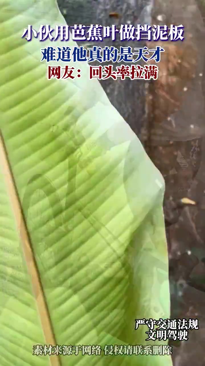 小伙用芭蕉叶做挡泥板，难道他真的是天才，网友：回头率拉满