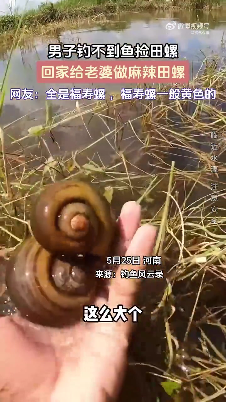 男子钓不到鱼捡田螺，回家给老婆做麻辣田螺！