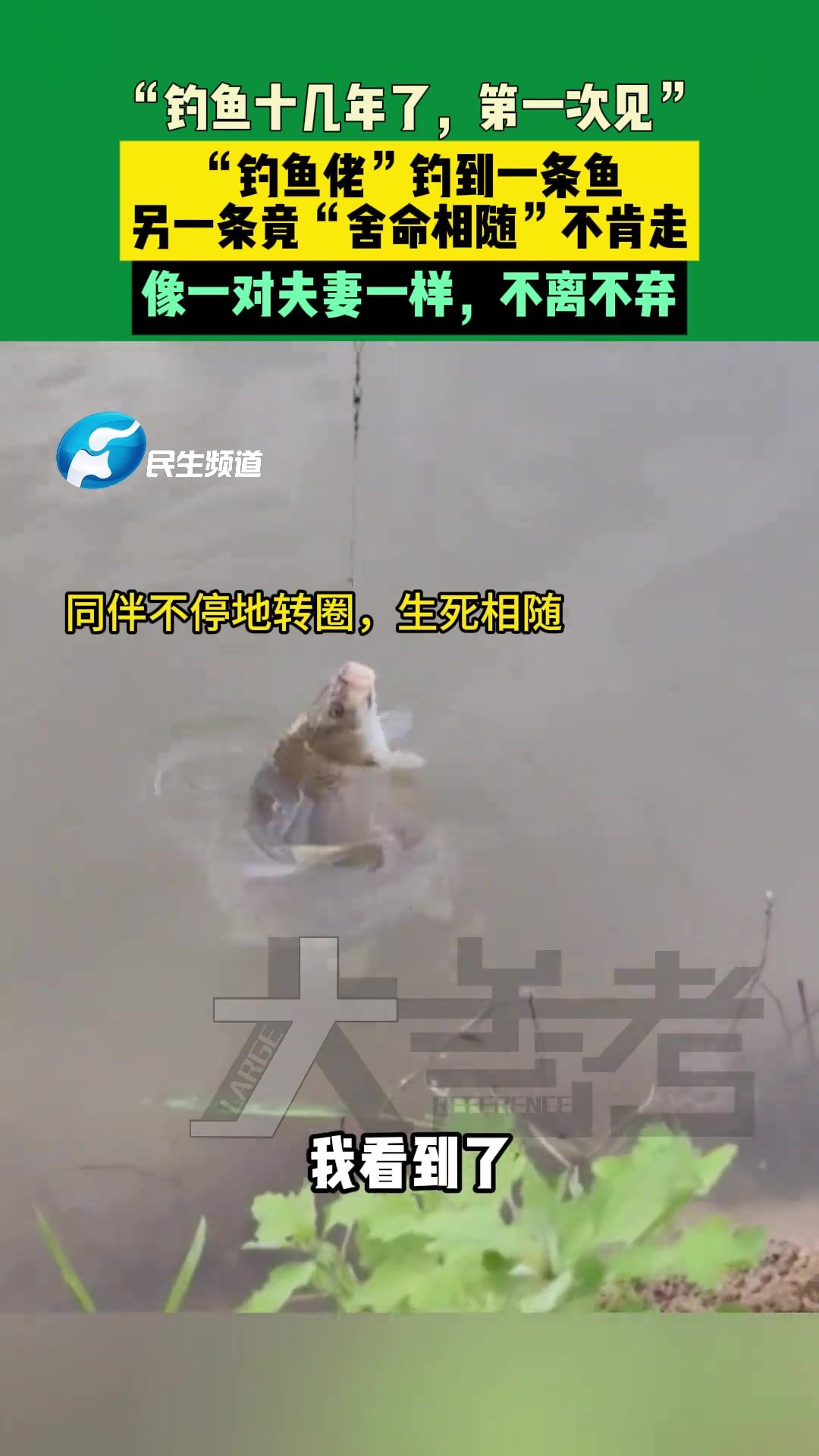 “钓鱼佬”钓到一条鱼，另一条竟“舍命相随”不肯走