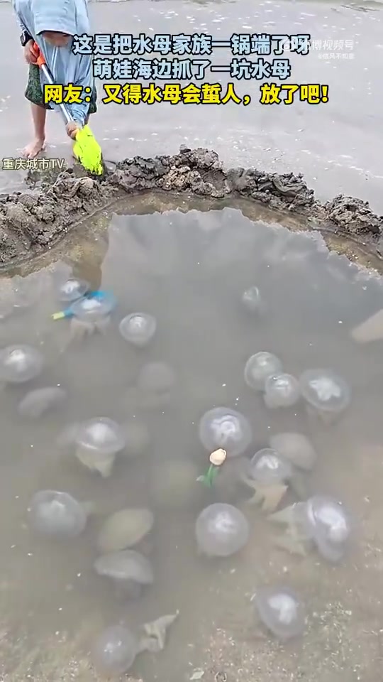 这是把水母家族一锅端了呀