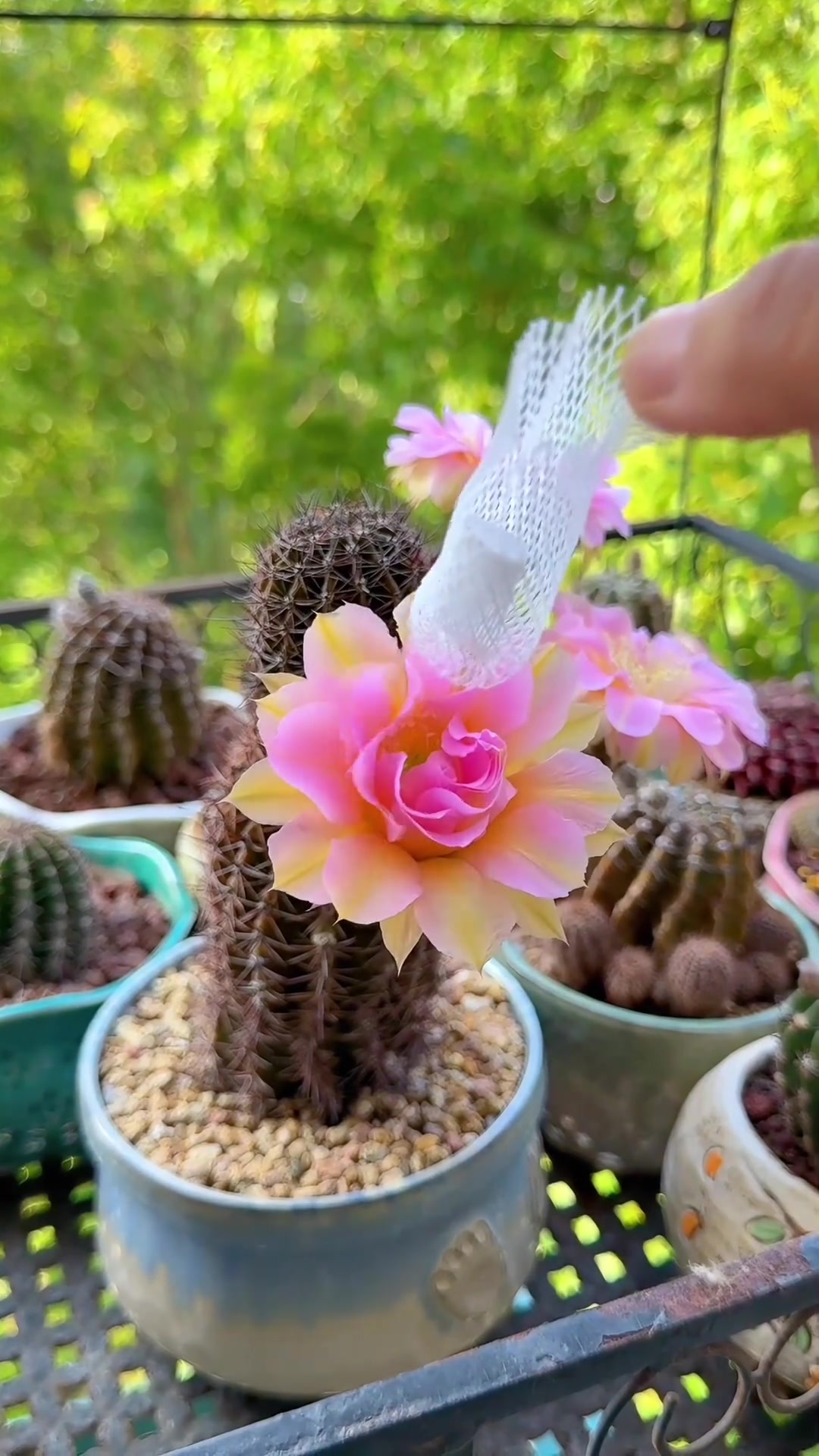 没有时间拍延时的时候可以这样试试，花开的瞬间太美了
