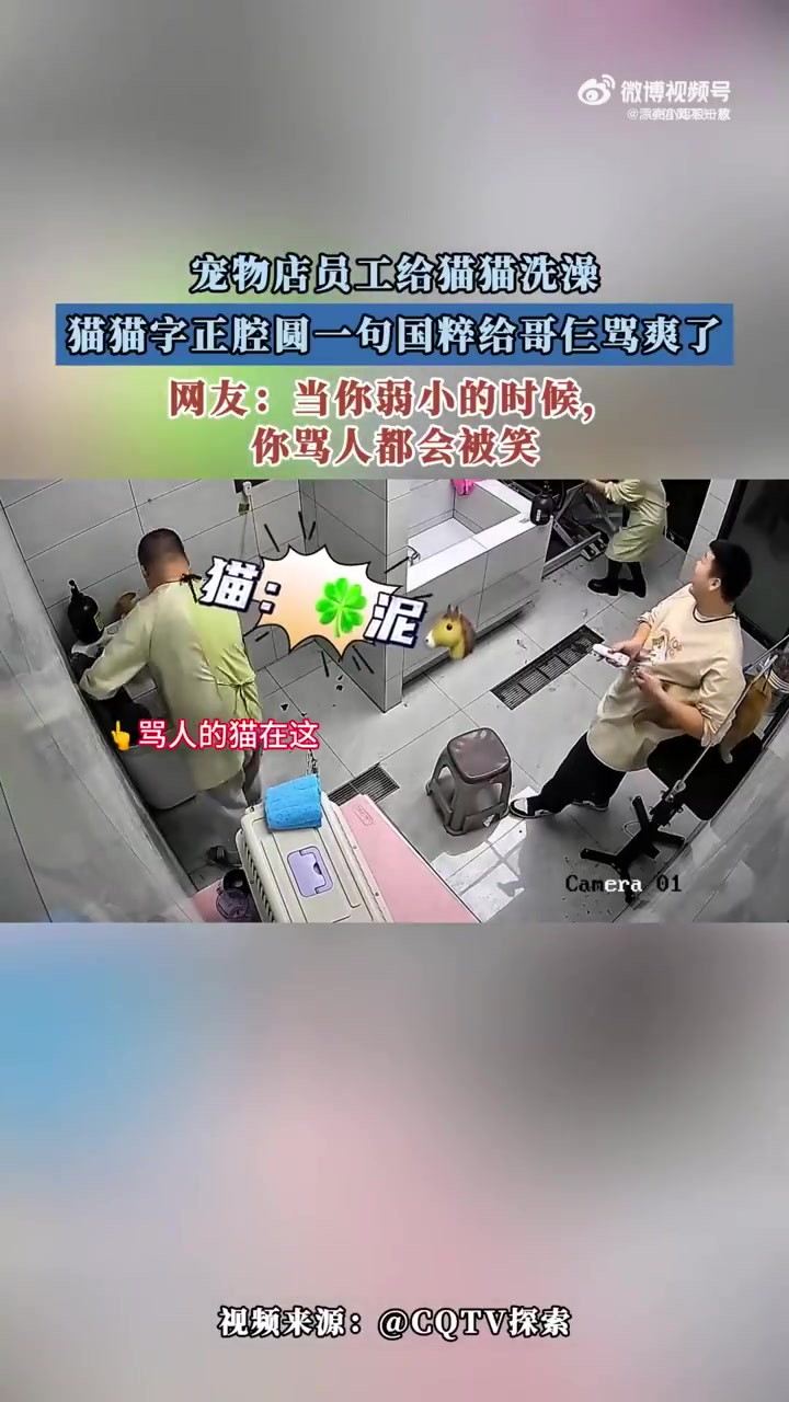 猫猫洗澡“骂国粹”走红，宠物店员工：这猫会说人话
