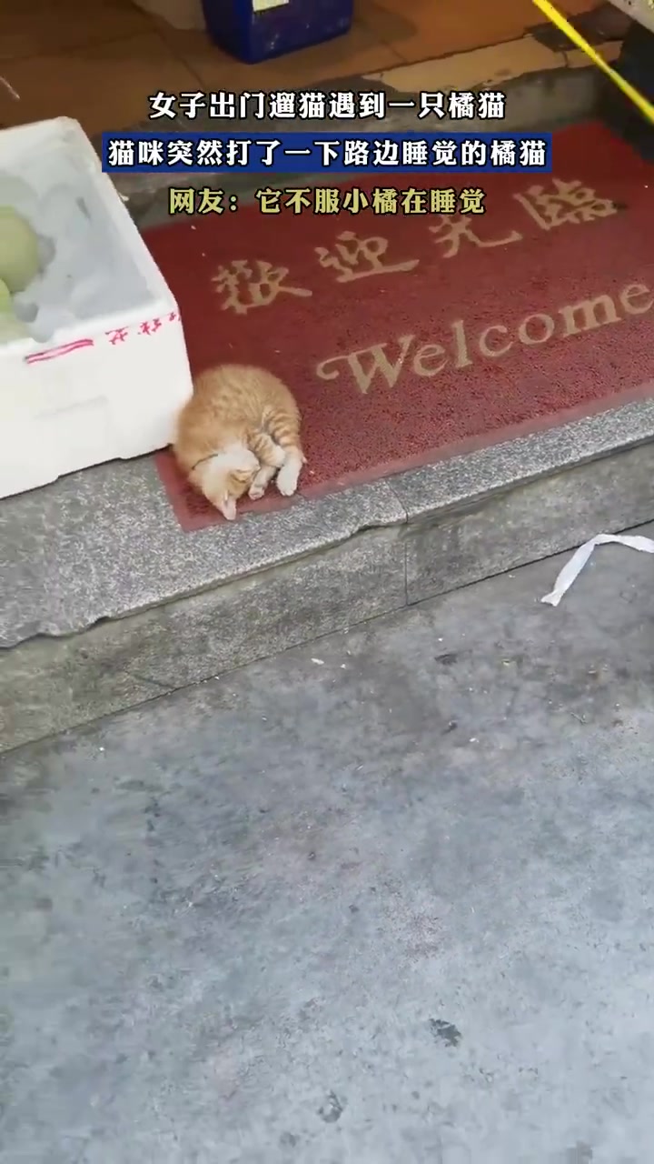 女子遛猫遇橘猫“互殴”，网友：喵界江湖恩怨