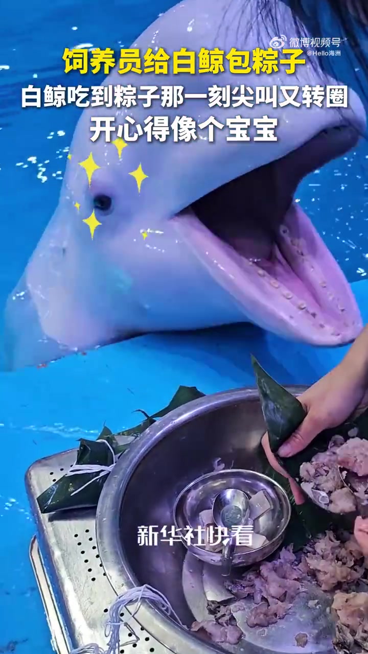 饲养员给白鲸包粽子