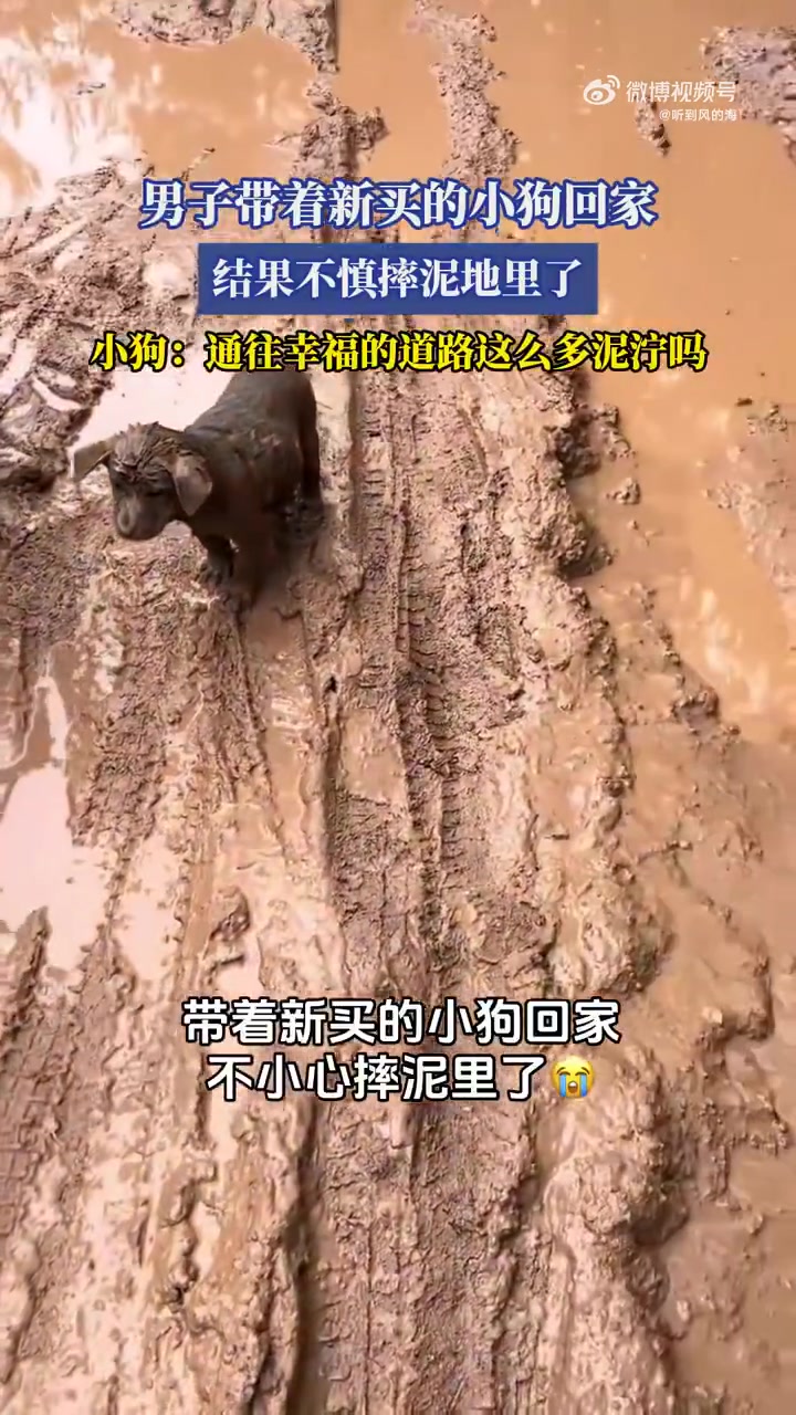 男子带着新买的小狗回家结果不慎摔泥地里了