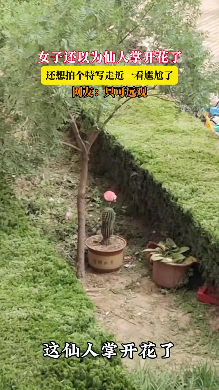 女子还以为仙人掌开花了，还想拍个特写走近一看尴尬了