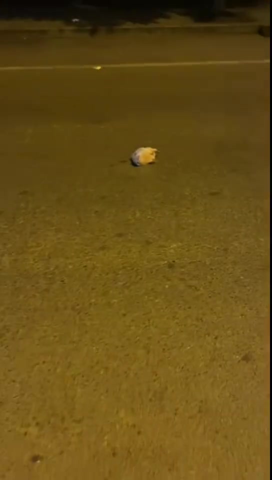 碰到野生刺猬不敢去碰，下一秒...刺猬：我好像有点死了
