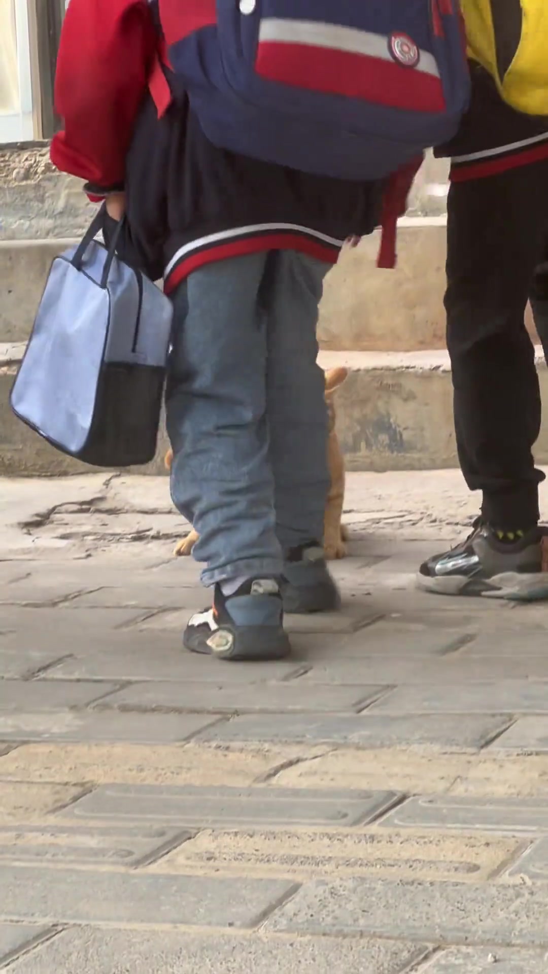 猫：你们礼貌吗每个人都摸一下就是不给点吃的
