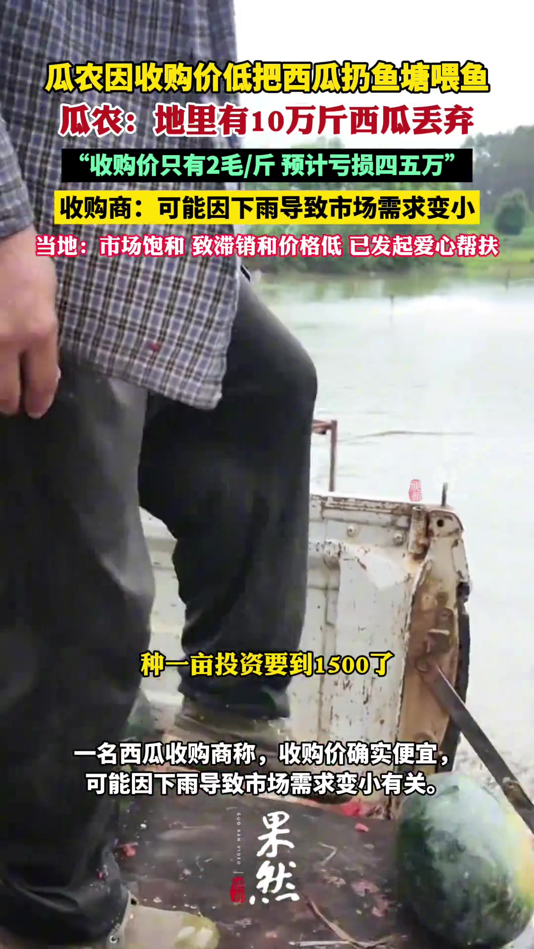 瓜农因收购价低把西瓜扔鱼塘喂鱼或烂地里