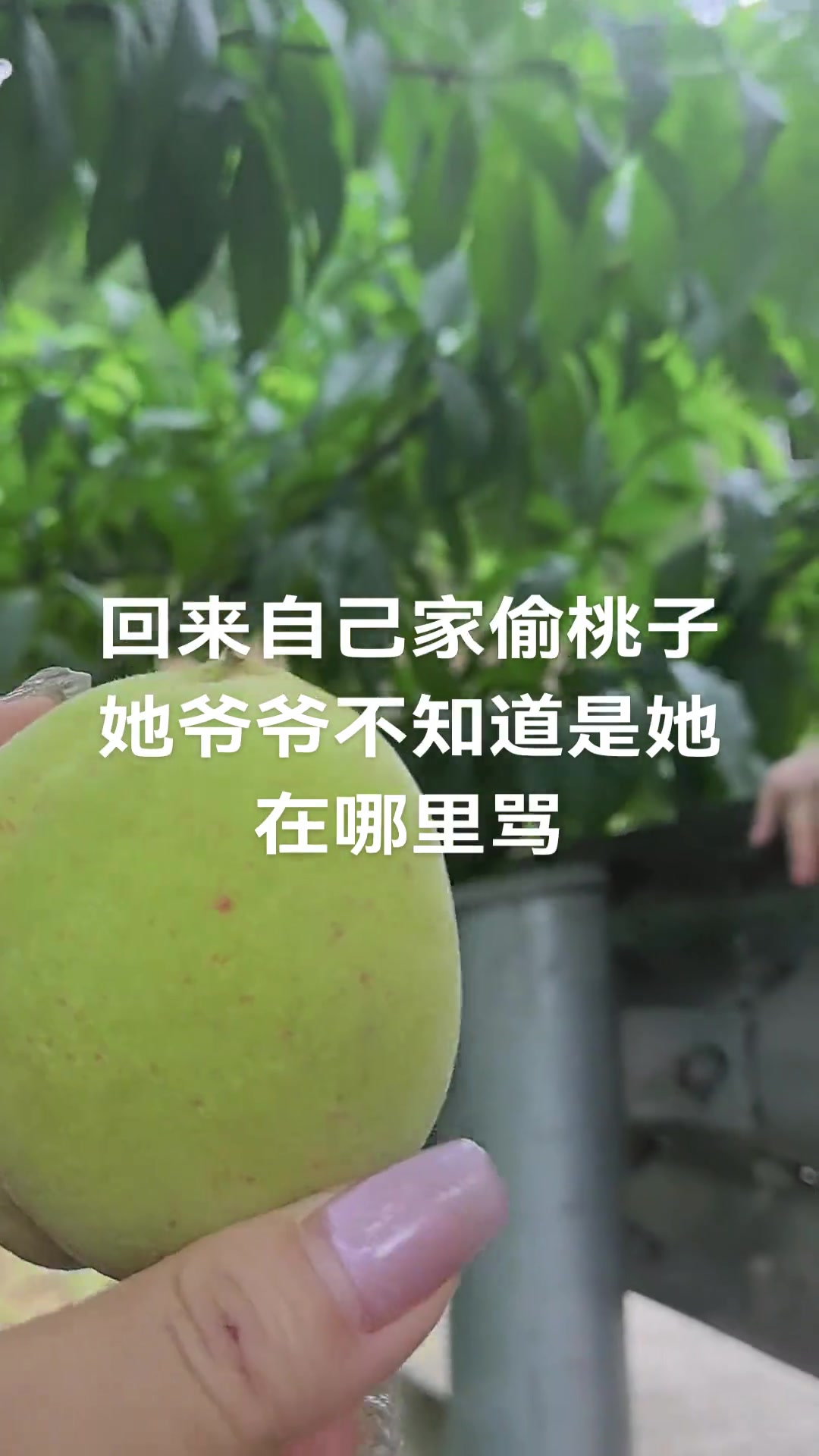 回来自己家偷桃子，爷爷没认出来莫名被骂