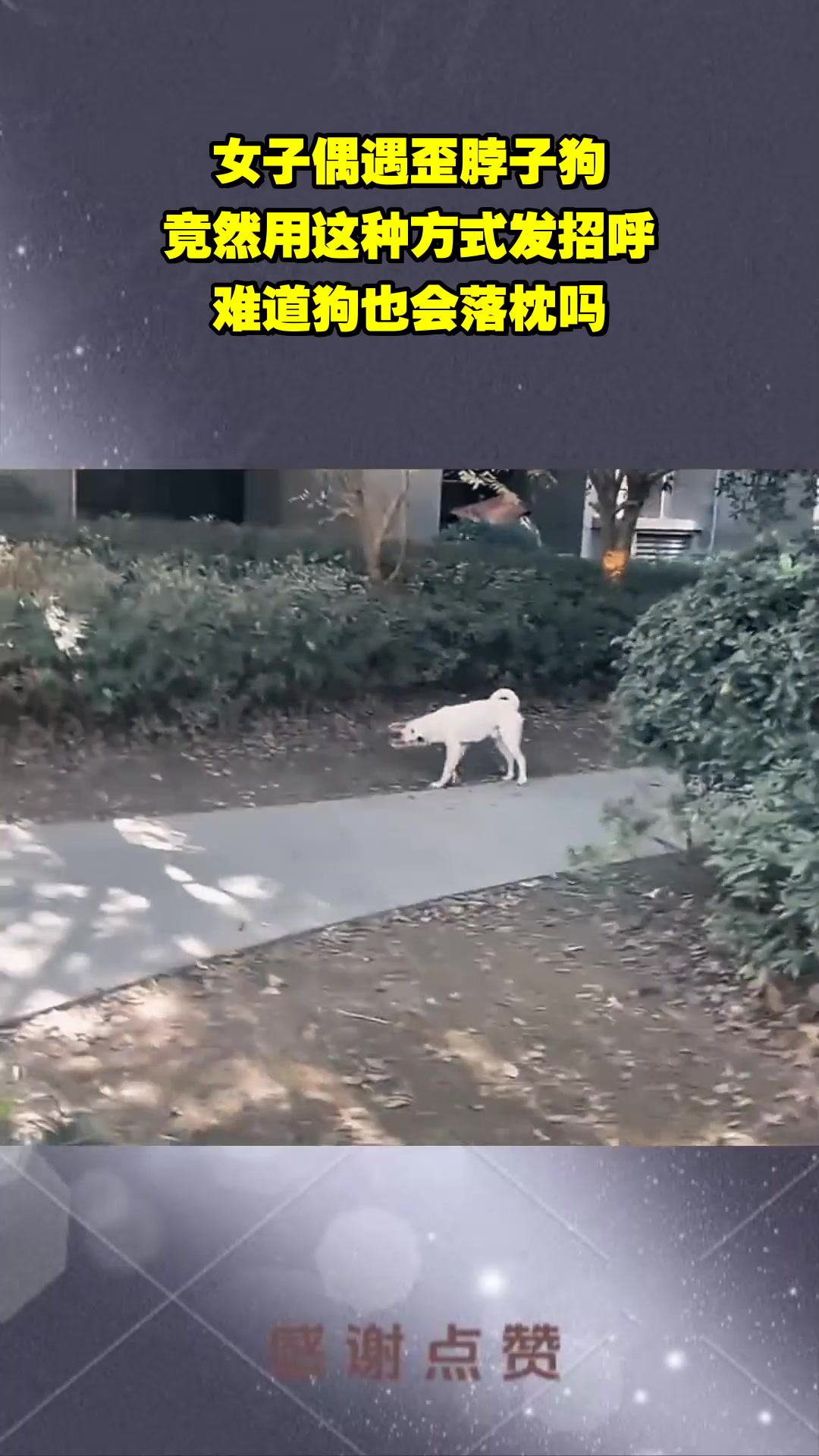 女子偶遇歪脖狗，竟然用这种方式发招呼，难道狗也会落枕吗