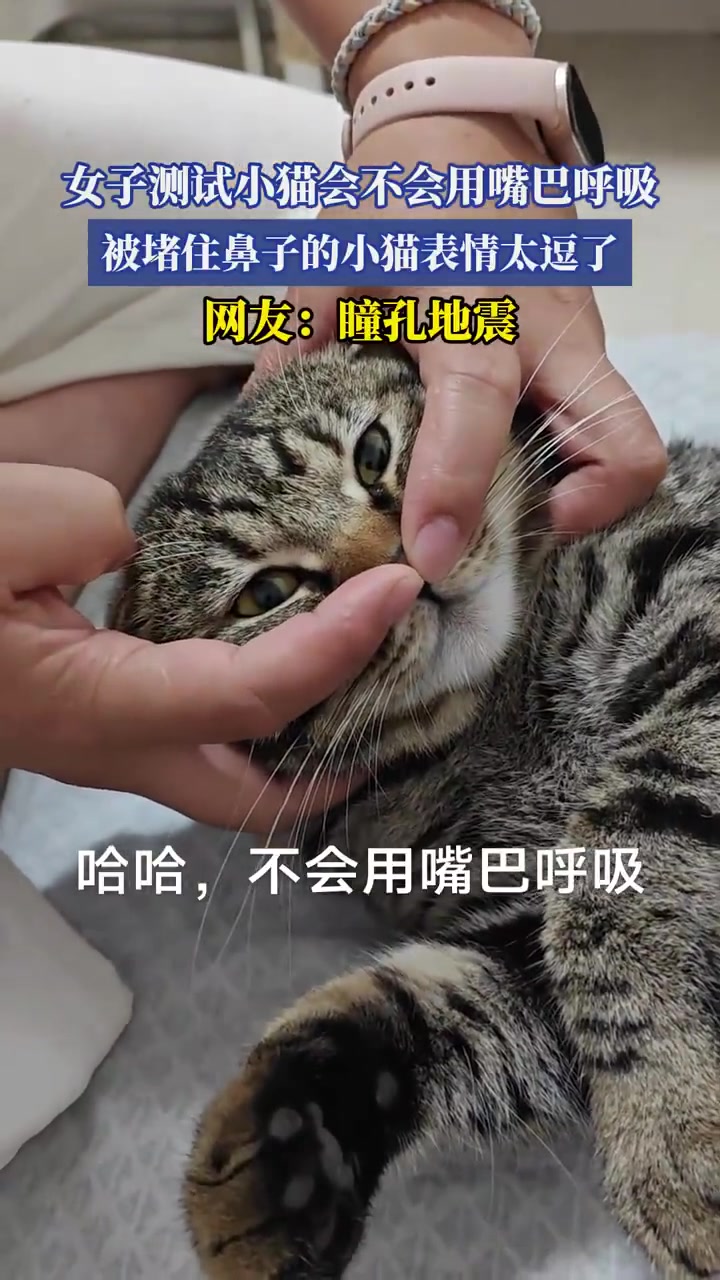 测试小猫用嘴呼吸：捂鼻瞬间表情管理失控