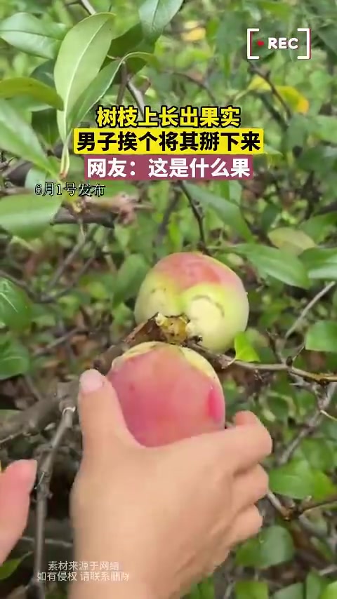 树枝上长出果实，男子挨个将其掰下来，网友：这是什么果
