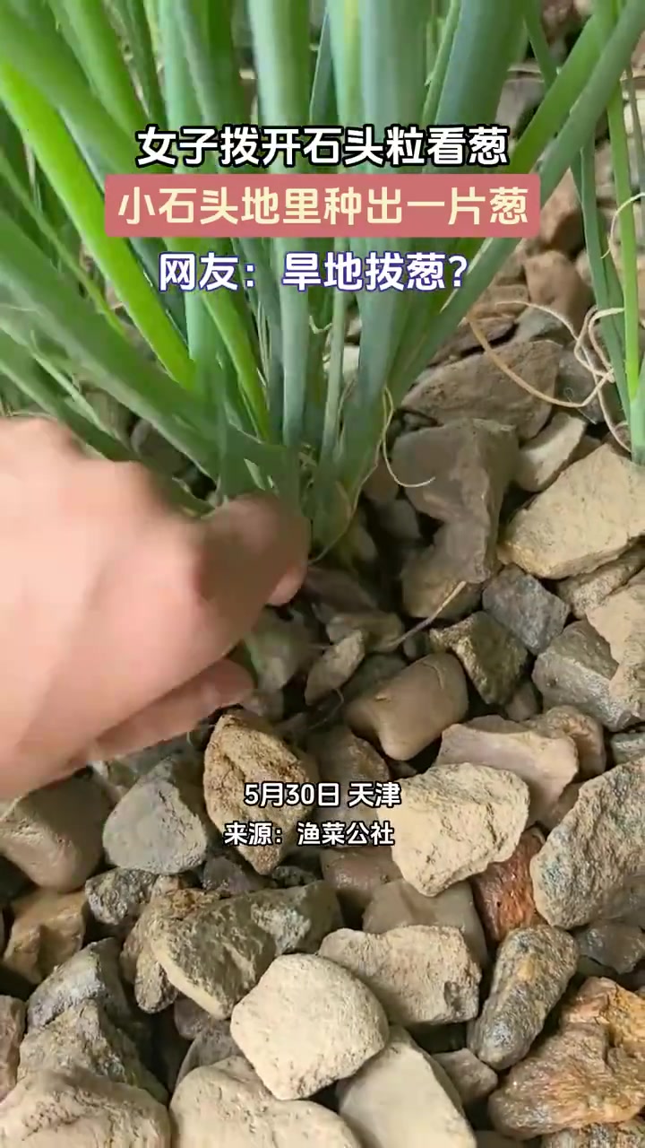 女子拨开石头粒看葱，小石头地里种出一片葱