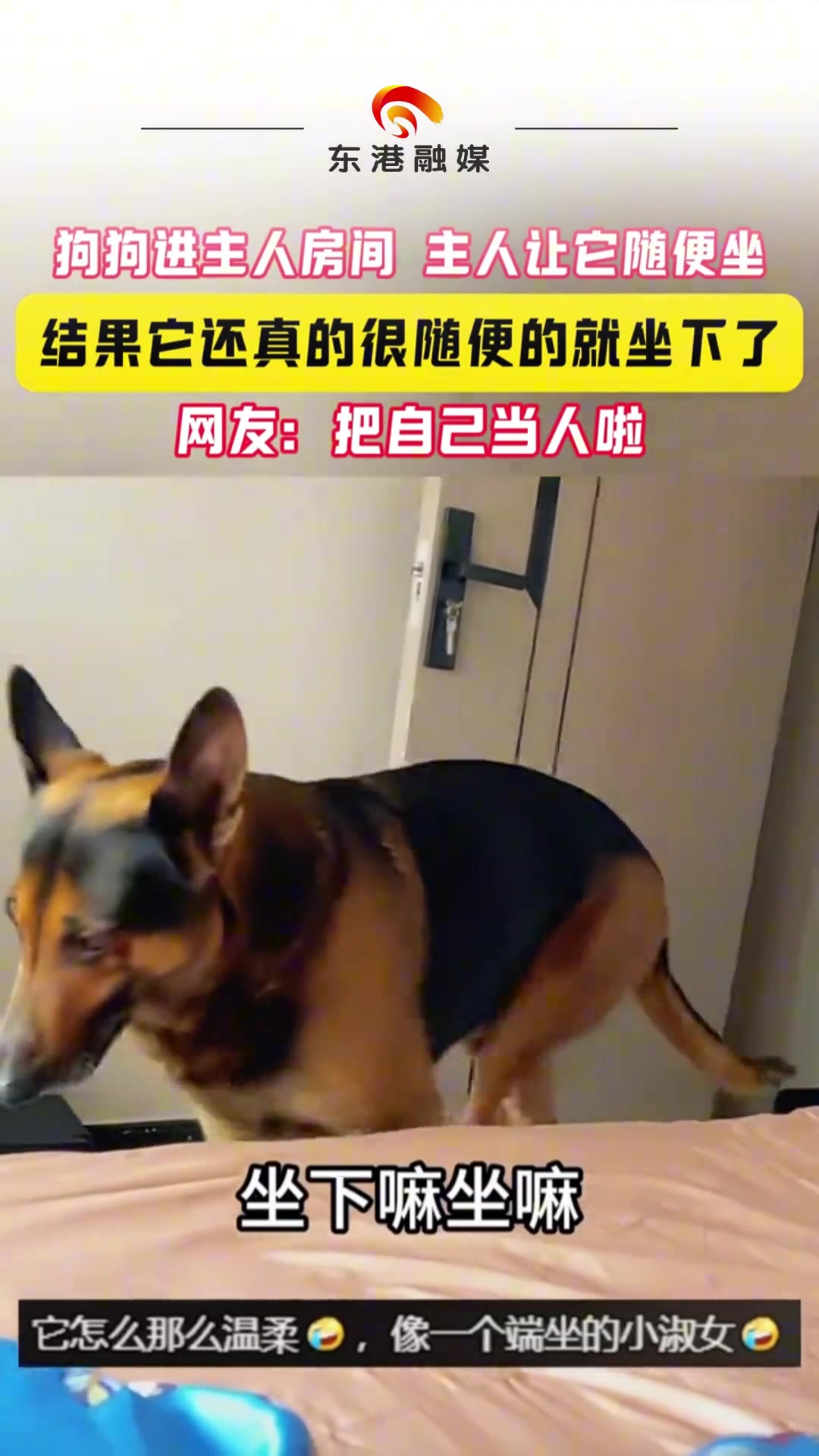 狗狗进主人房间主人让它随便坐结果它还真的很随便的就坐下了