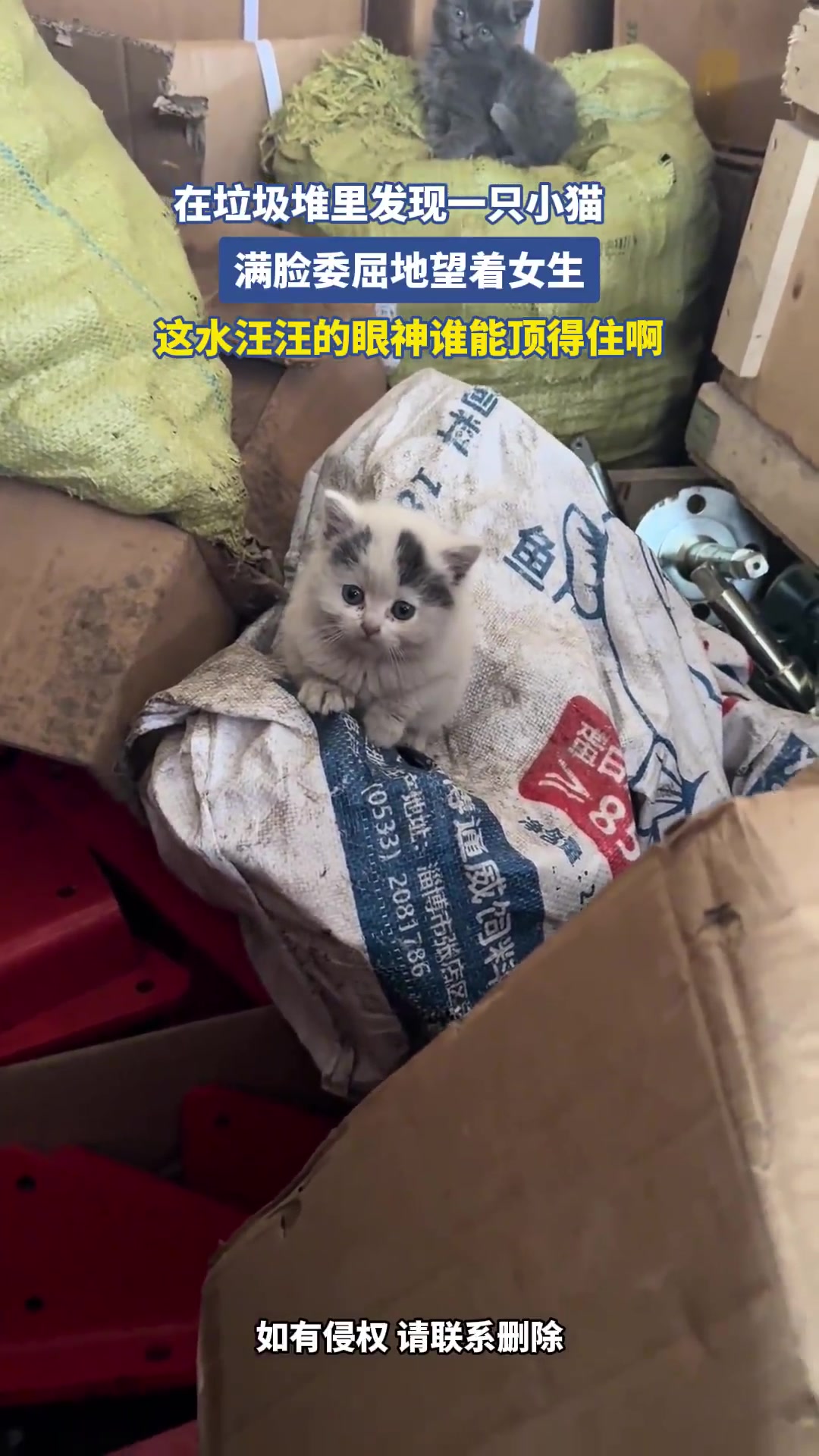 在垃圾堆里发现一只小猫，满脸委屈地望着女生！