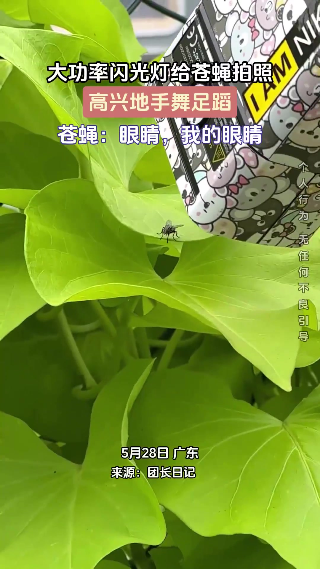大功率闪光灯给苍蝇拍照