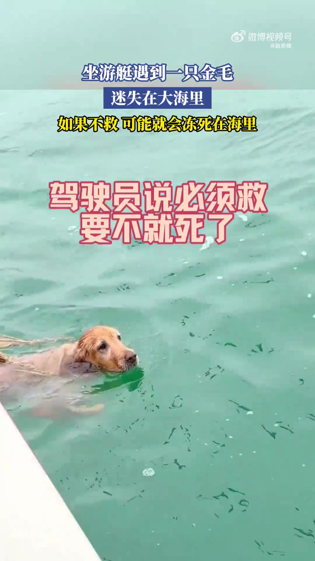 坐游艇遇到一只金毛，迷失在大海里，如果不救可能就会冻死在海里