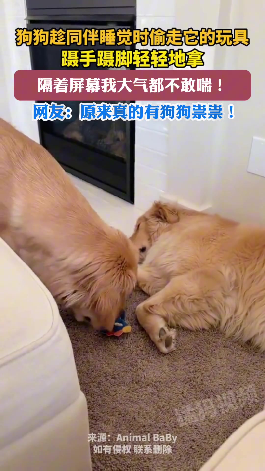 狗狗趁同伴睡觉时偷走它的玩具，蹑手蹑脚轻轻地拿
