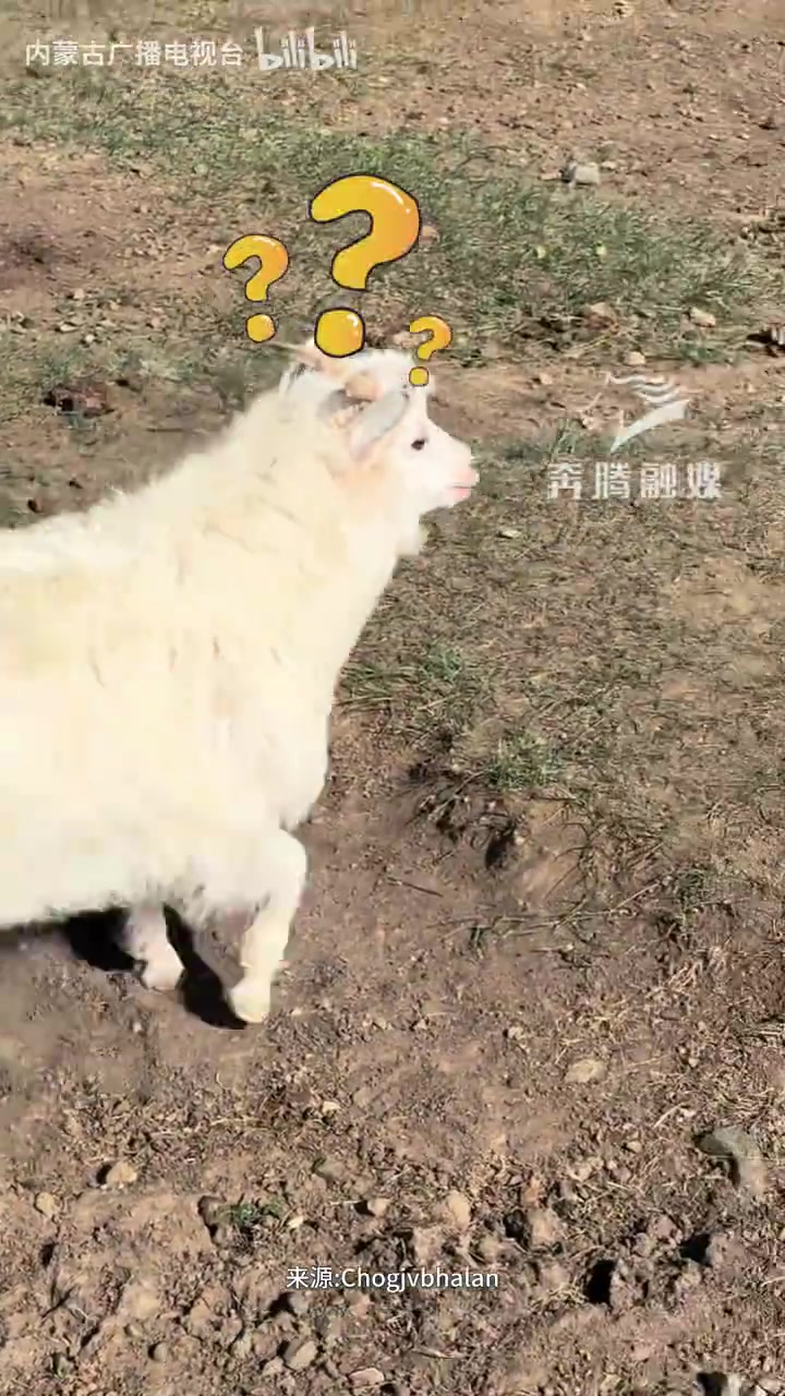 “像极了你上班迟到的样子”主人喊醒贪睡小羊惊醒后赶忙追羊群