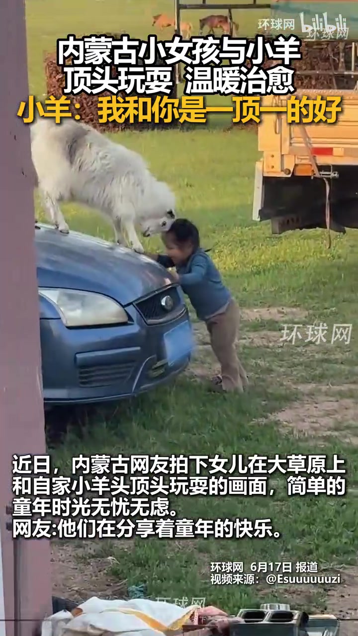 内蒙古小女孩与小羊顶头玩耍，温暖治愈，小羊：我和你是一顶一好