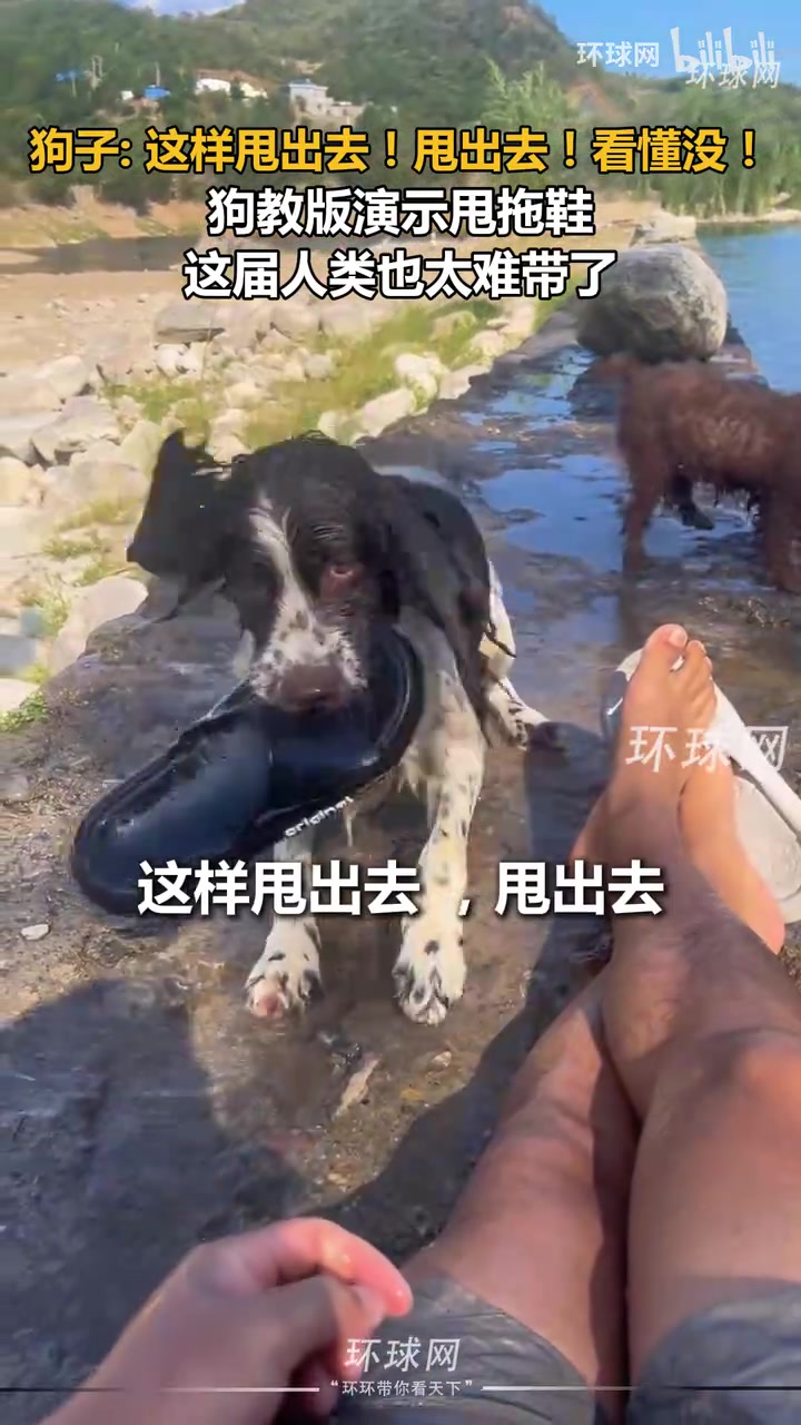 狗教版演示甩拖鞋，这届人类也太难带了，给狗子要气的说话了！