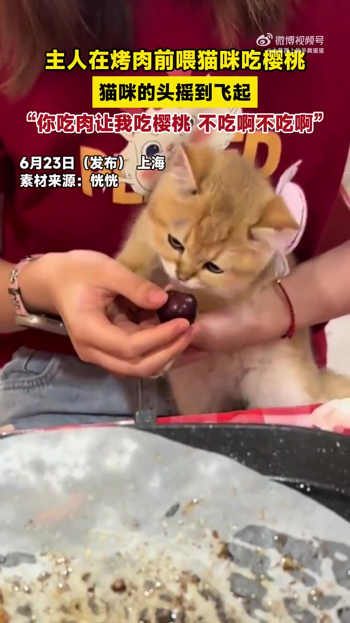 主人在烤肉前喂猫咪吃樱桃，猫咪的头摇到飞起