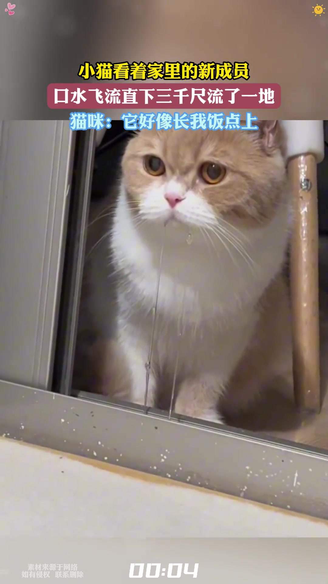 小猫看着家里的新成员，口水飞流直下三千尺流了一地