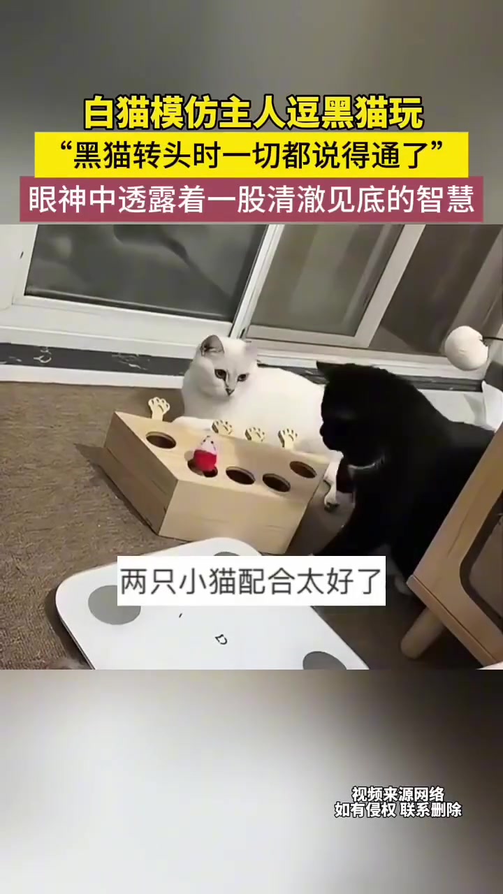 白猫模仿主人逗黑猫玩，“黑猫转头时一切都说得通了”