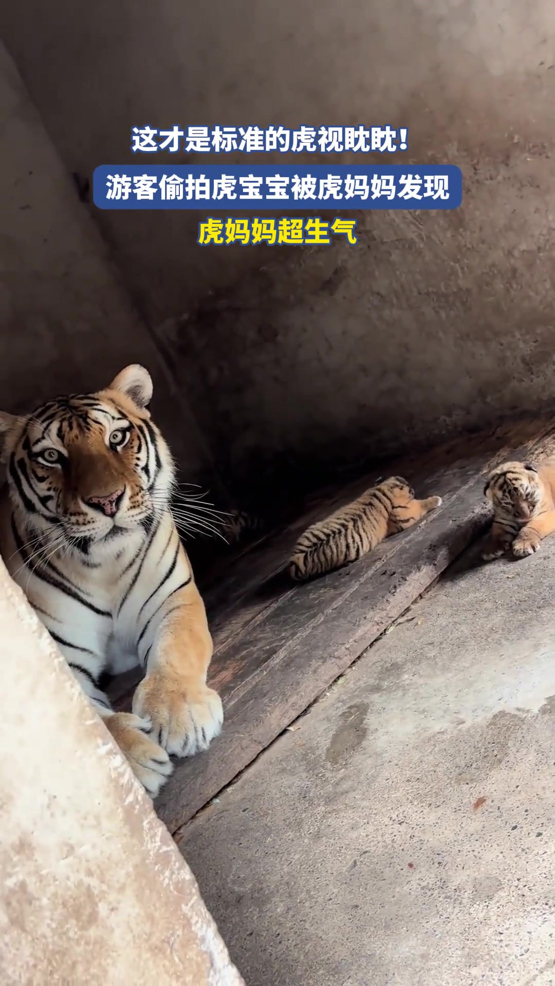 这才是标准的虎视眈眈！游客偷拍虎宝宝被虎妈妈发现
