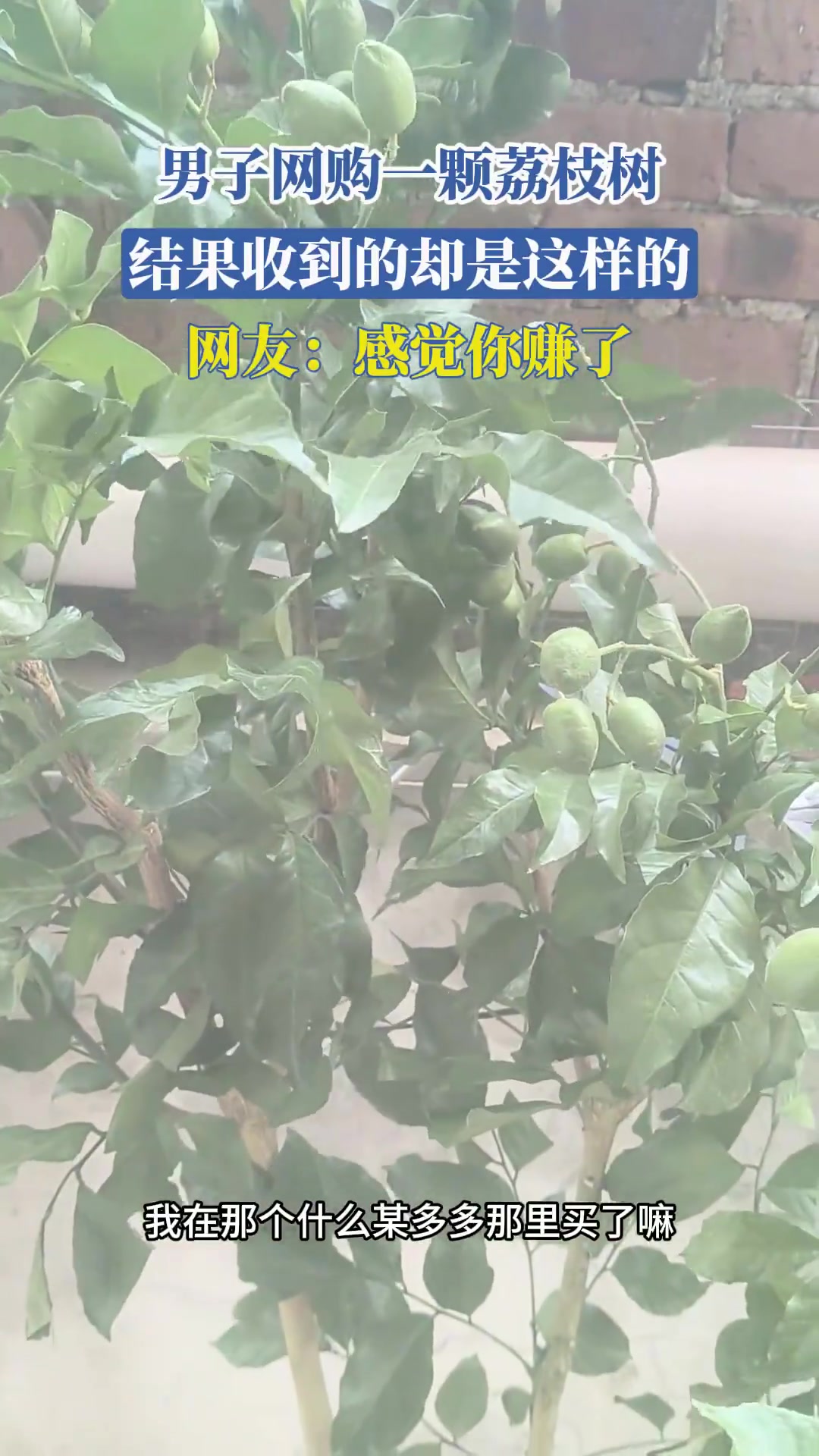 男子网购一颗荔枝树，结果收到的却是这样的