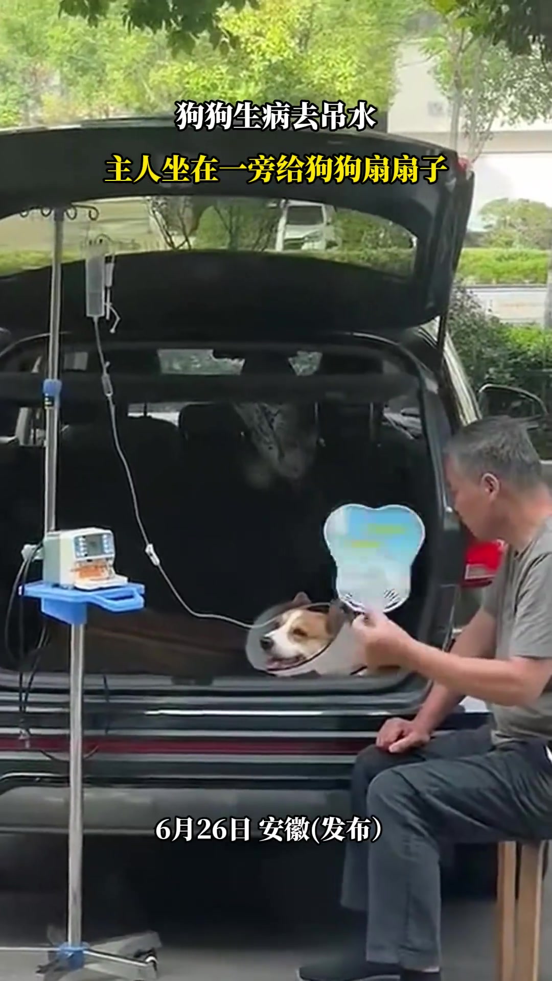 狗狗生病去吊水，主人坐在一旁给狗狗扇扇子