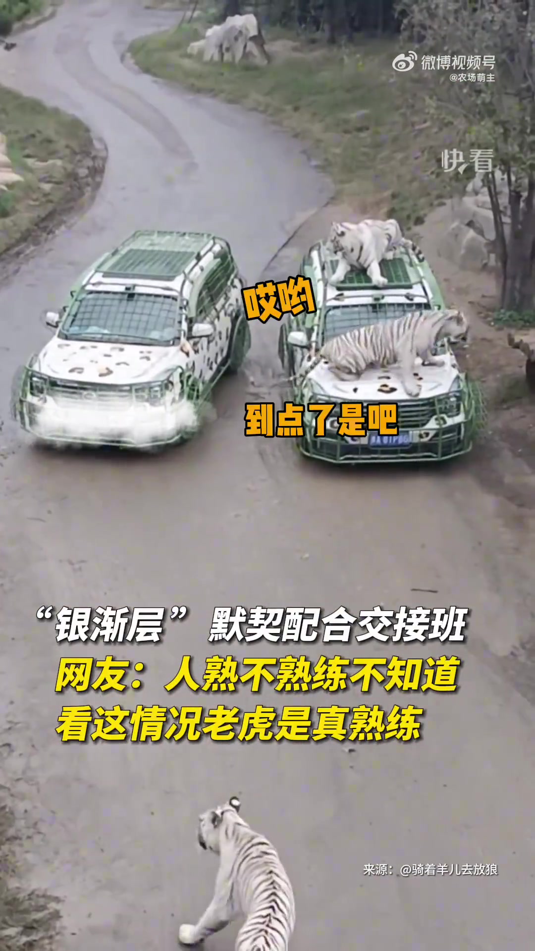 它们居然还会交接