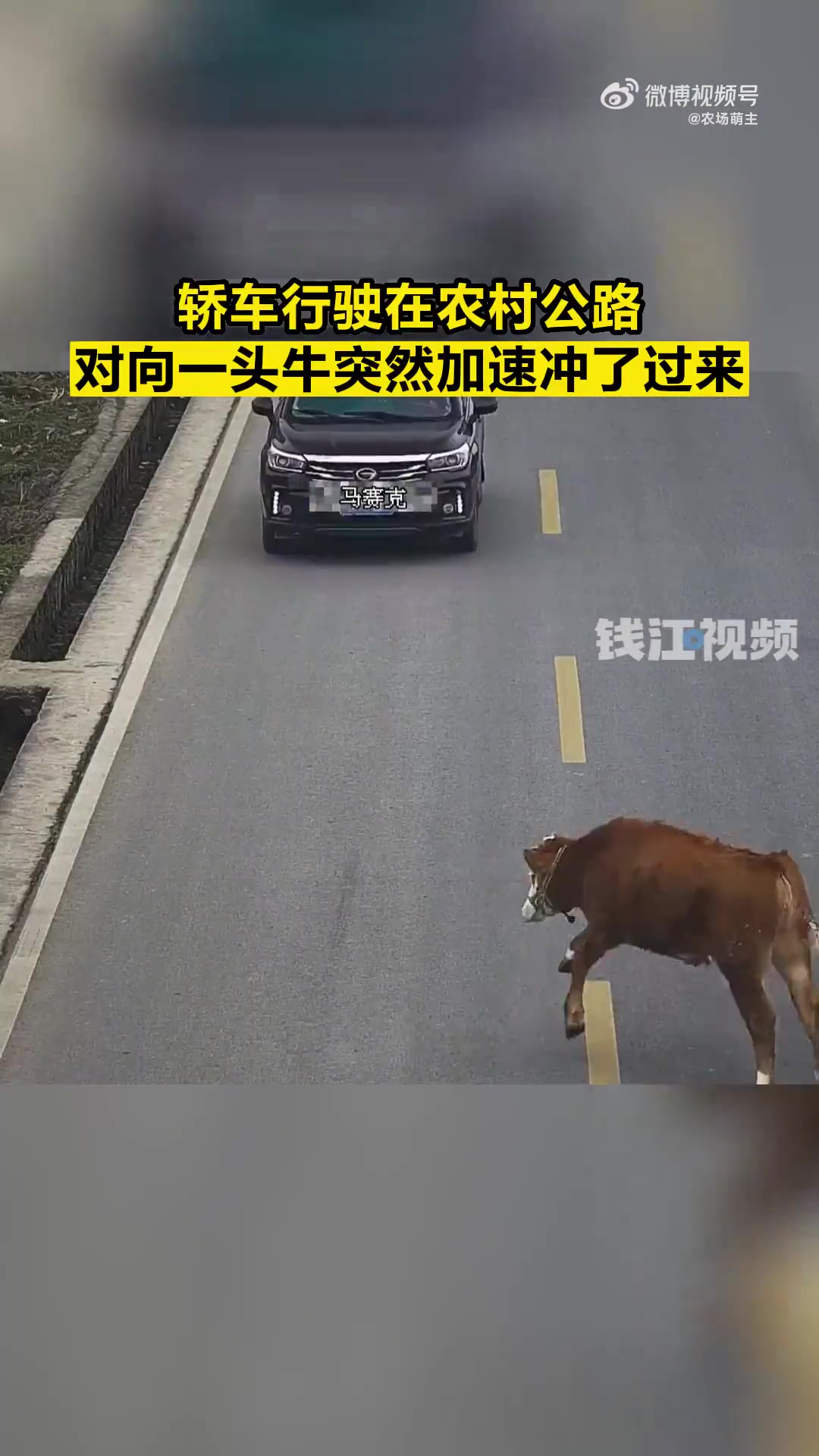 村民牵着牛准备回家，牛突然加速冲向对向车道的汽车