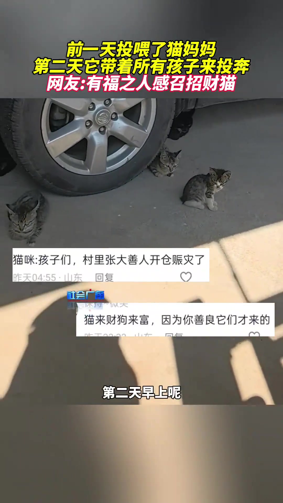 前一天投喂了猫妈妈，第二天一大早，猫妈带着全家来投奔了