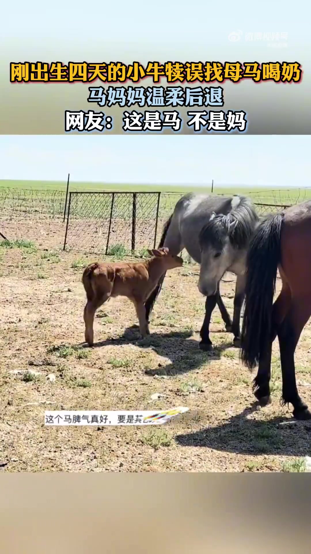 4天小牛犊错认母马喝奶！马妈温柔后退