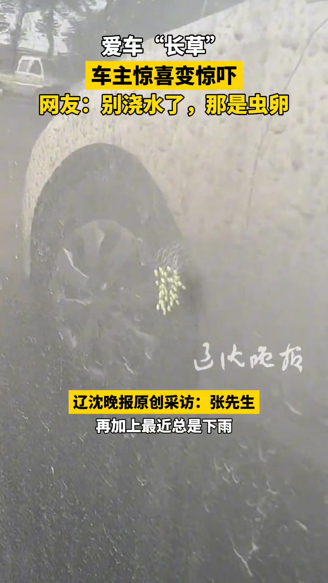 爱车“长草”车主惊喜变惊吓