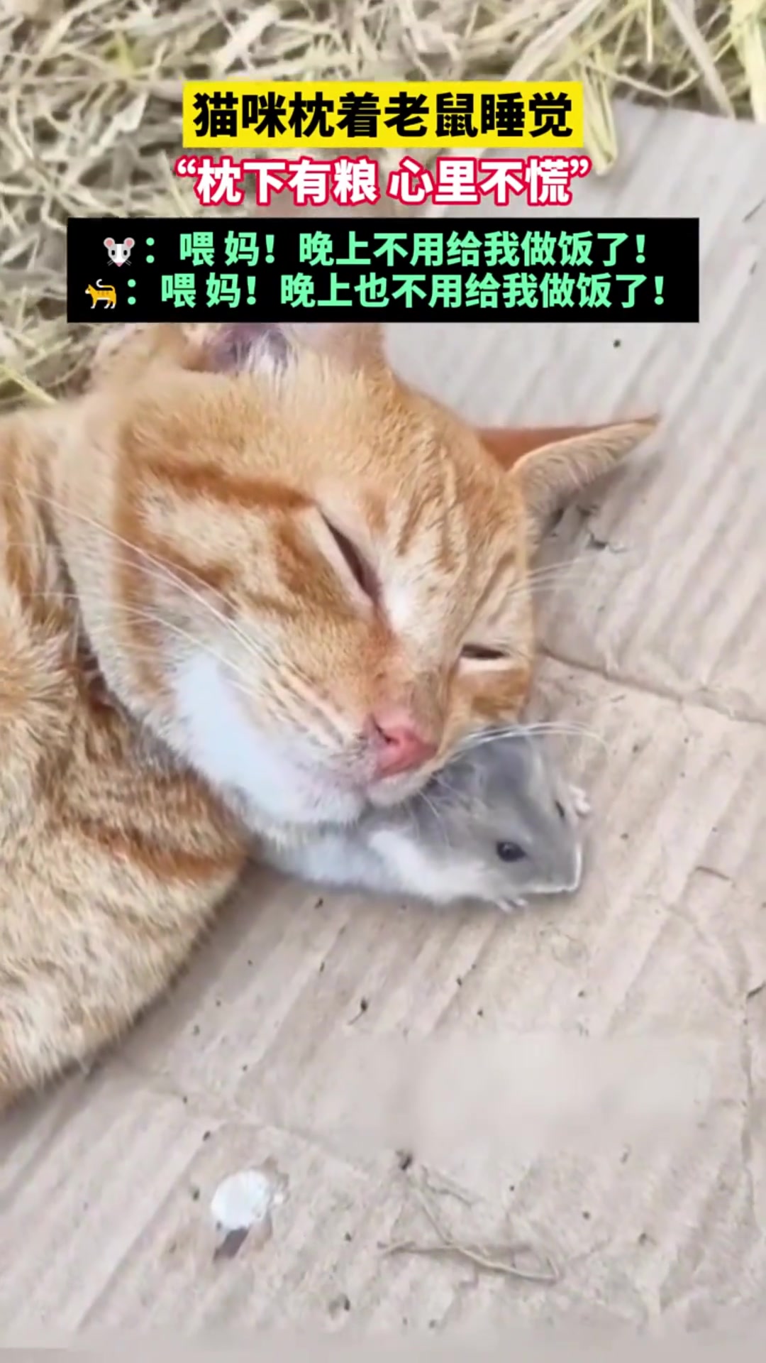 猫咪枕着老鼠睡觉