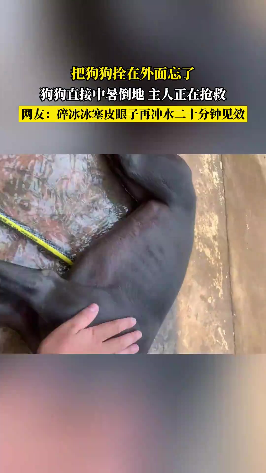 拴狗忘带中暑倒地！主人紧急抢救