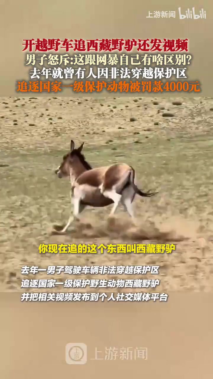 男子怒斥开车追西藏野驴还发视频：这跟网暴自己有啥区别！