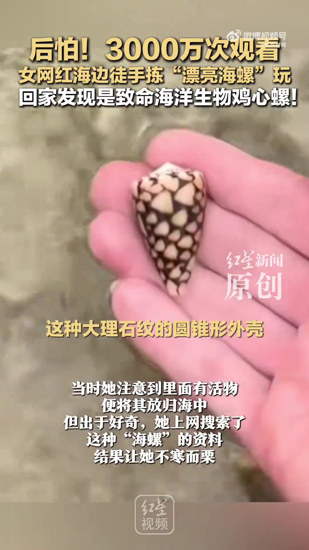 外国博主在冲绳海滩游玩时,捡起一个有斑点图案的锥形“海螺”