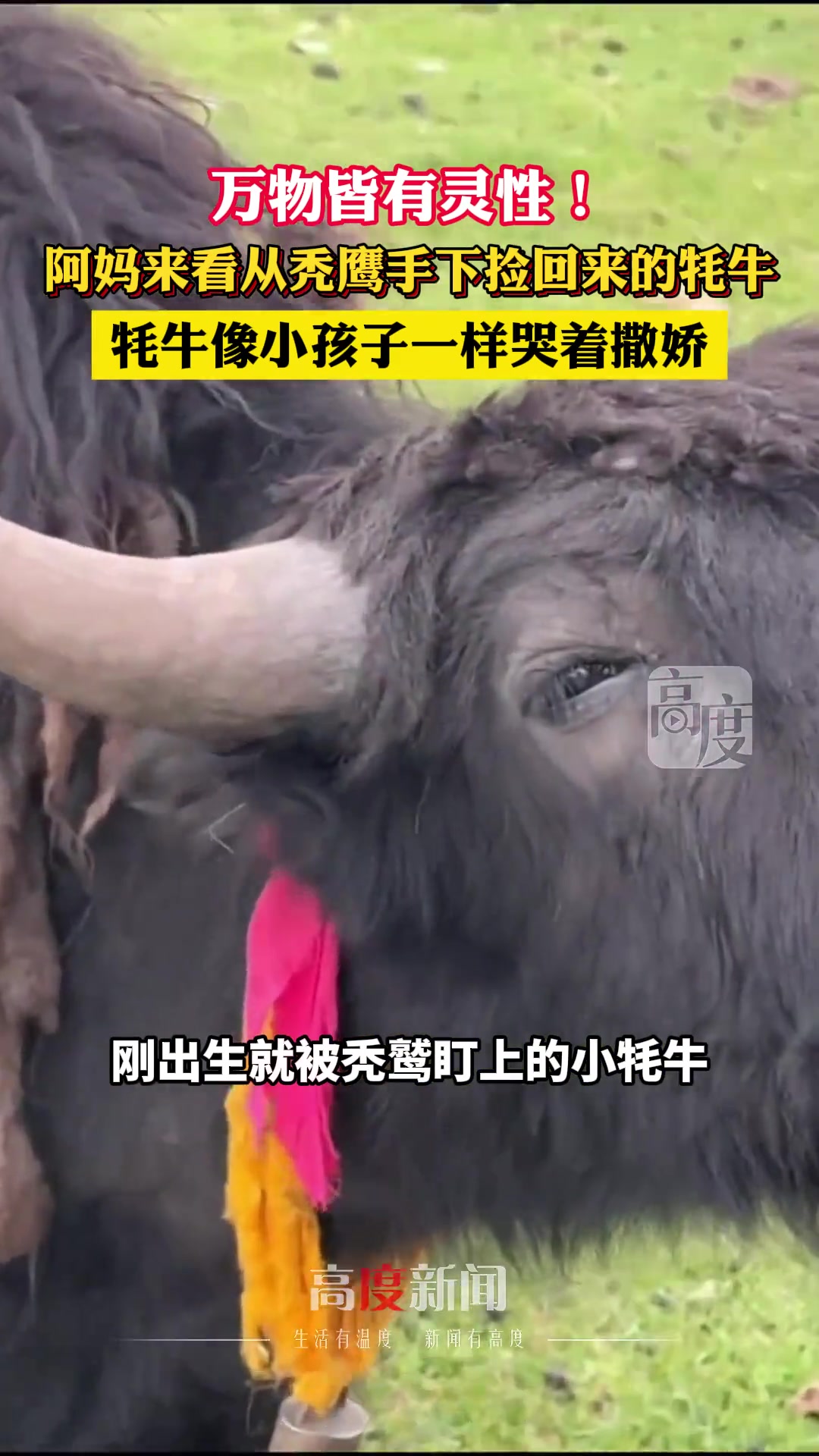 阿妈来看从秃鹰手下捡回来的牦牛，牦牛像小孩子一样哭着撒娇
