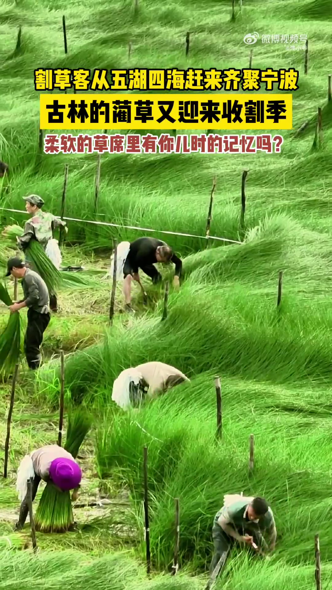 古林的蔺草又迎来收割季柔软的草席里有你儿时的记忆