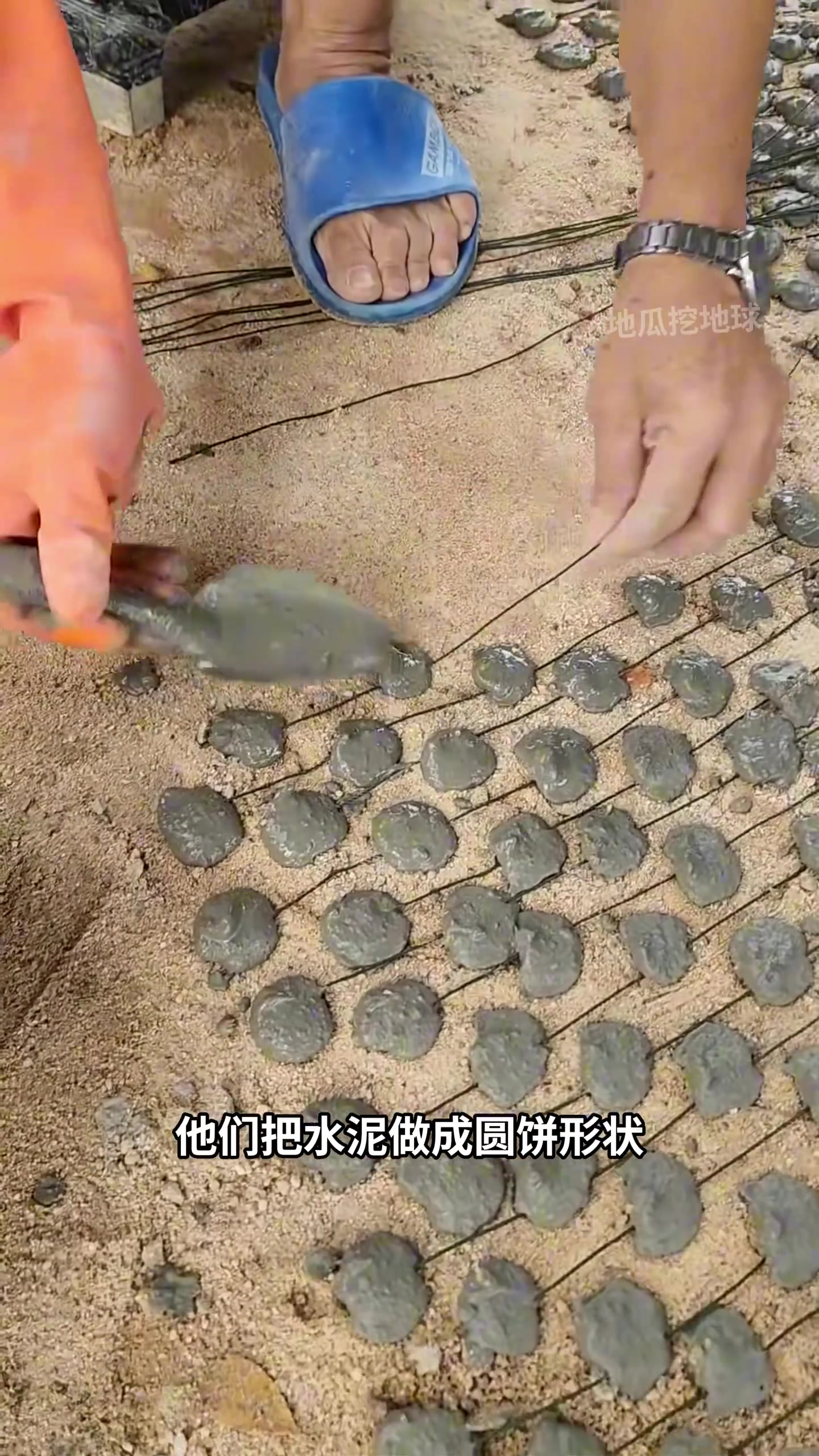 养殖牡蛎，需要使用水泥绳让其附着