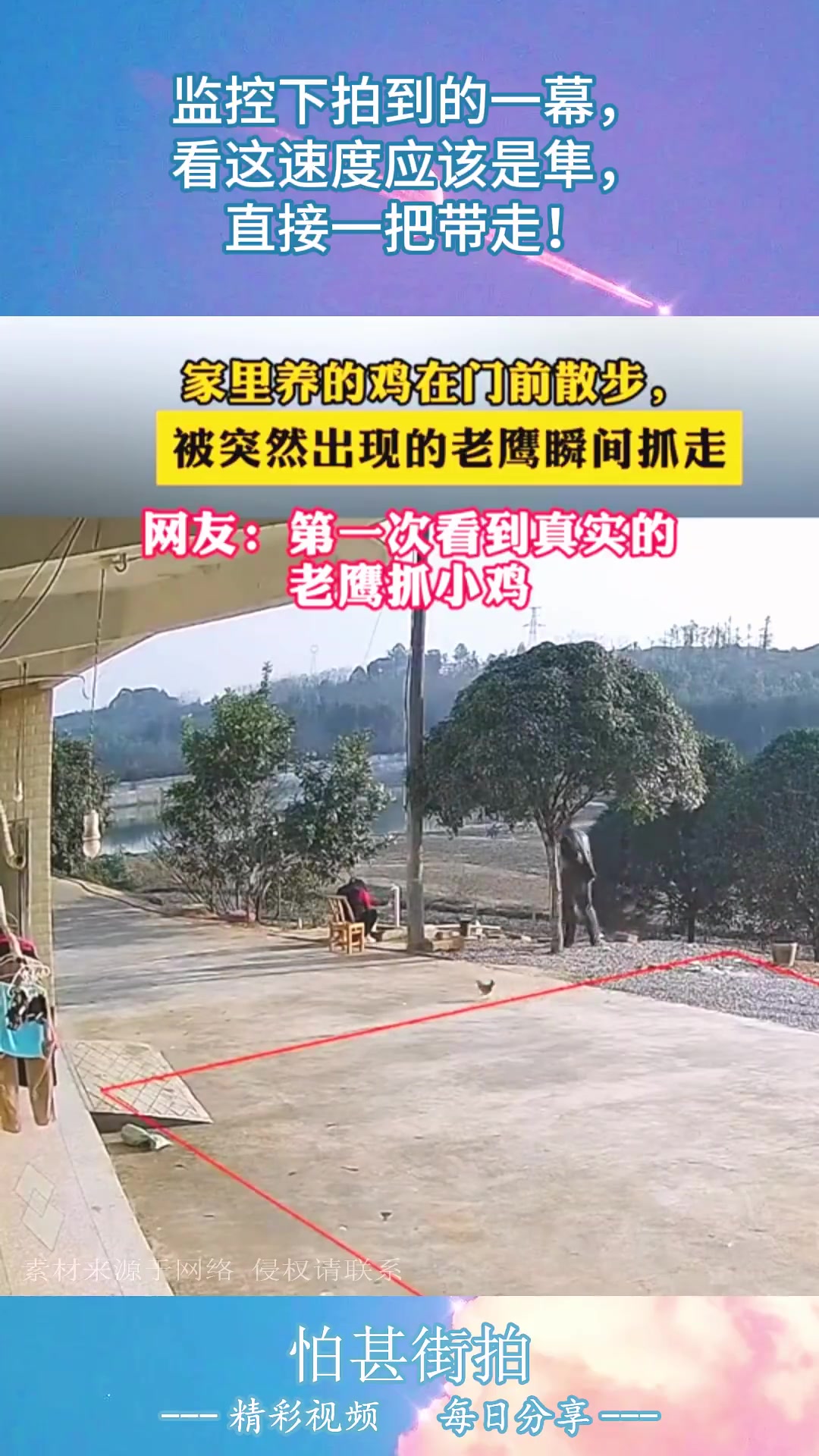 监控下拍到的一幕，看这速度应该是隼，直接一把带走