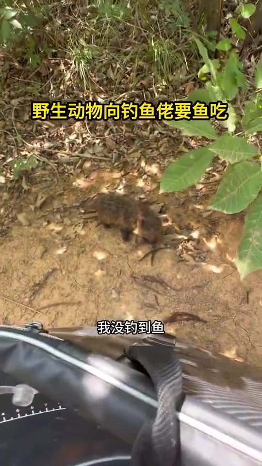 钓鱼佬遇见野生小动物要鱼吃